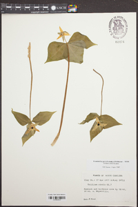 Trillium simile image