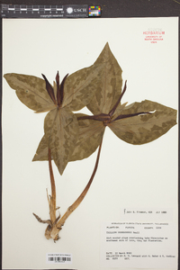 Trillium underwoodii image