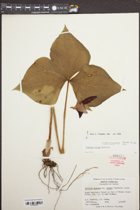 Trillium erectum image