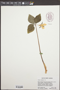 Trillium catesbaei image