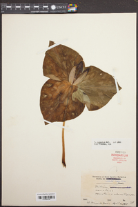 Trillium cuneatum image