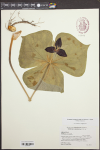 Trillium erectum image