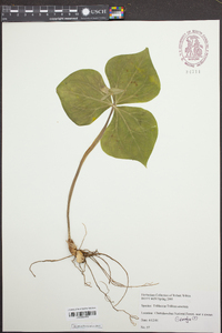 Trillium erectum image