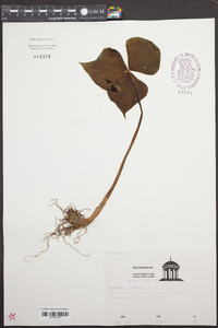 Trillium erectum image