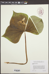 Trillium erectum image