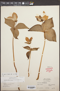 Trillium erectum image