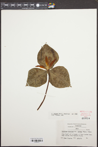 Trillium viride image