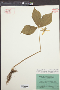 Trillium erectum image