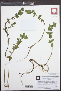 Bacopa caroliniana image