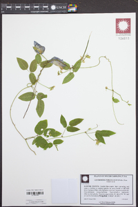 Centrosema virginianum image