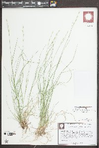 Danthonia compressa image
