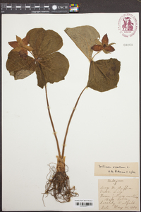 Trillium erectum image