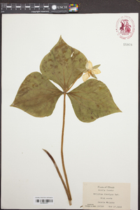 Trillium flexipes image