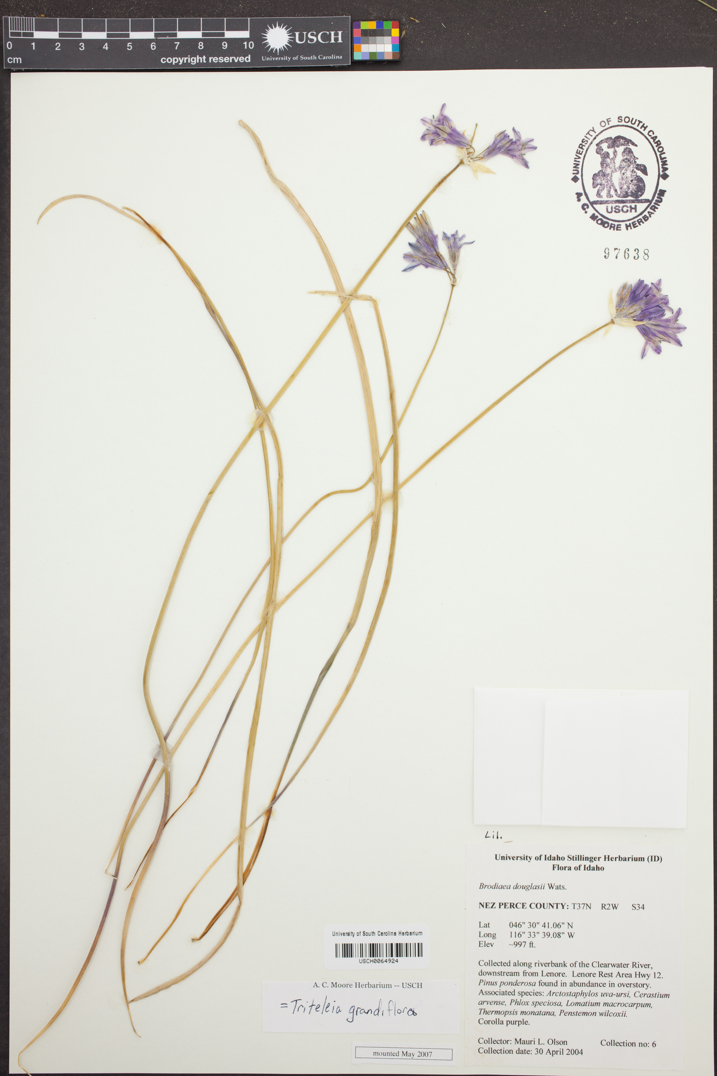 Brodiaea douglasii image