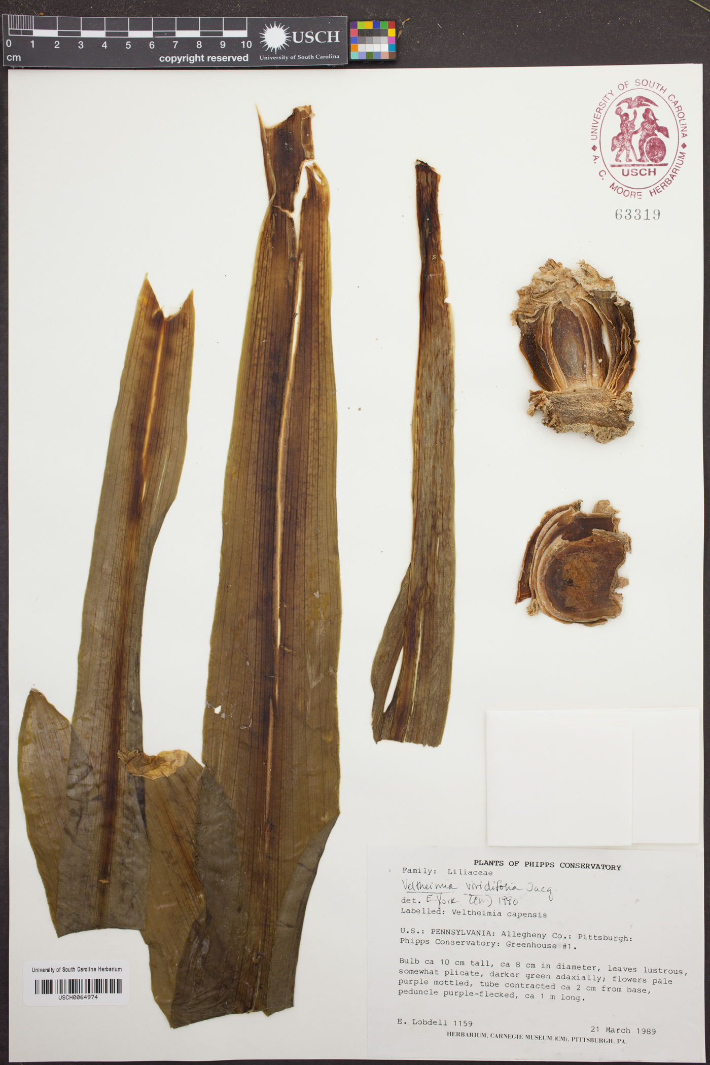 Veltheimia image
