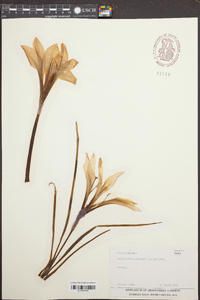 Zephyranthes atamasco image