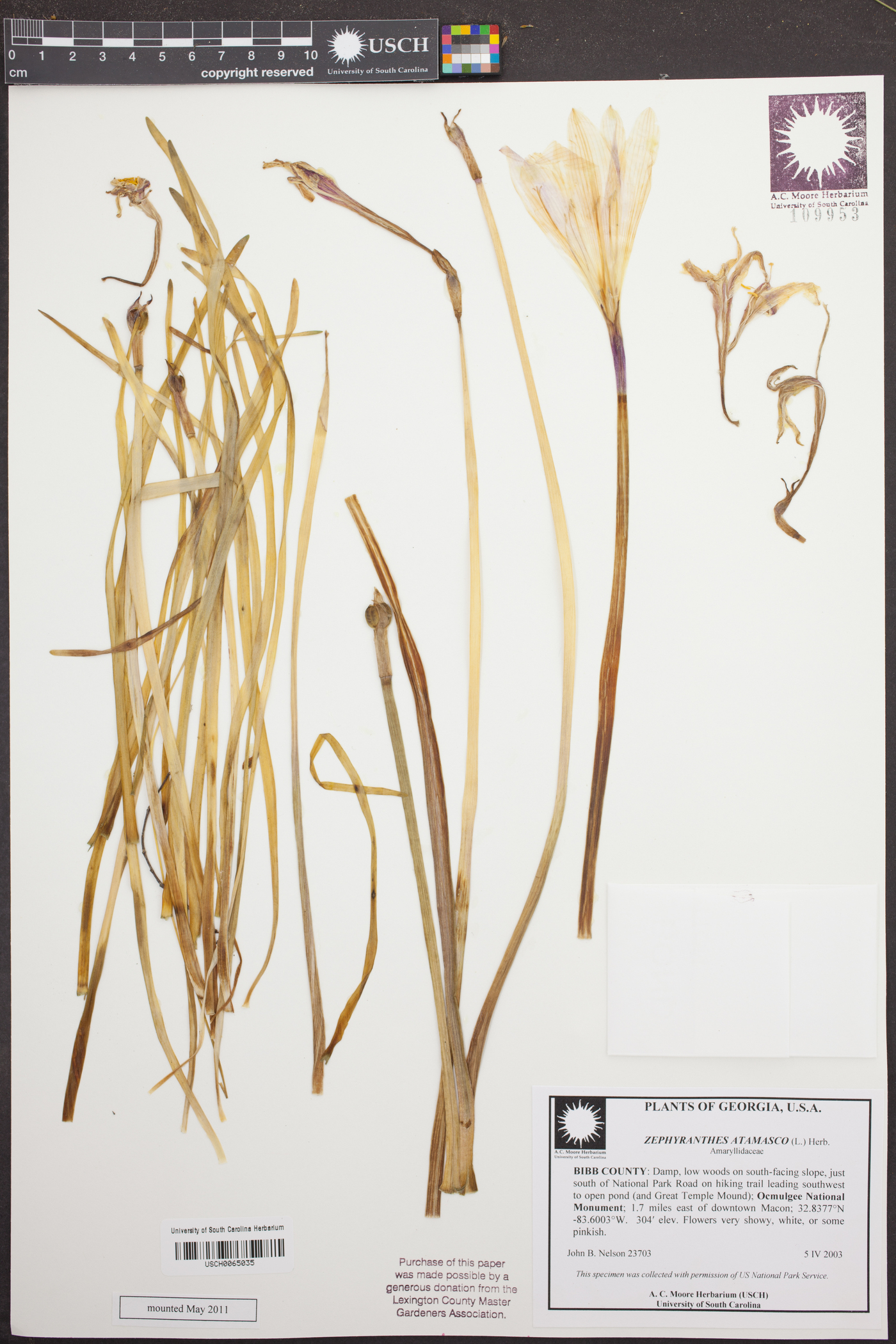 Zephyranthes atamasco image