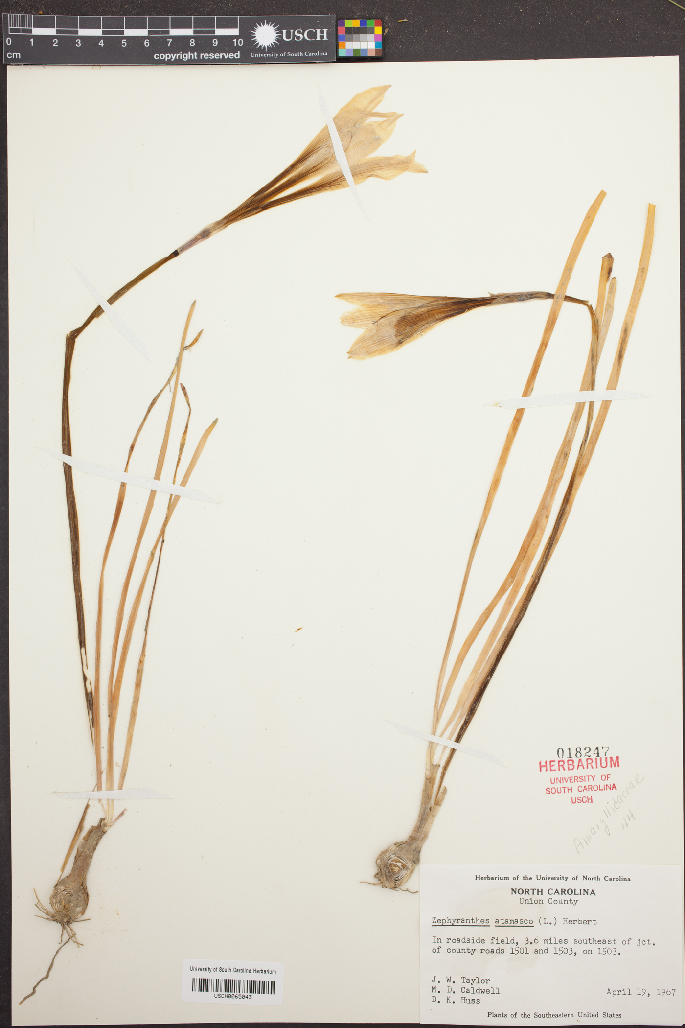 Zephyranthes atamasco image