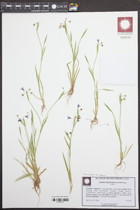 Sisyrinchium rosulatum image