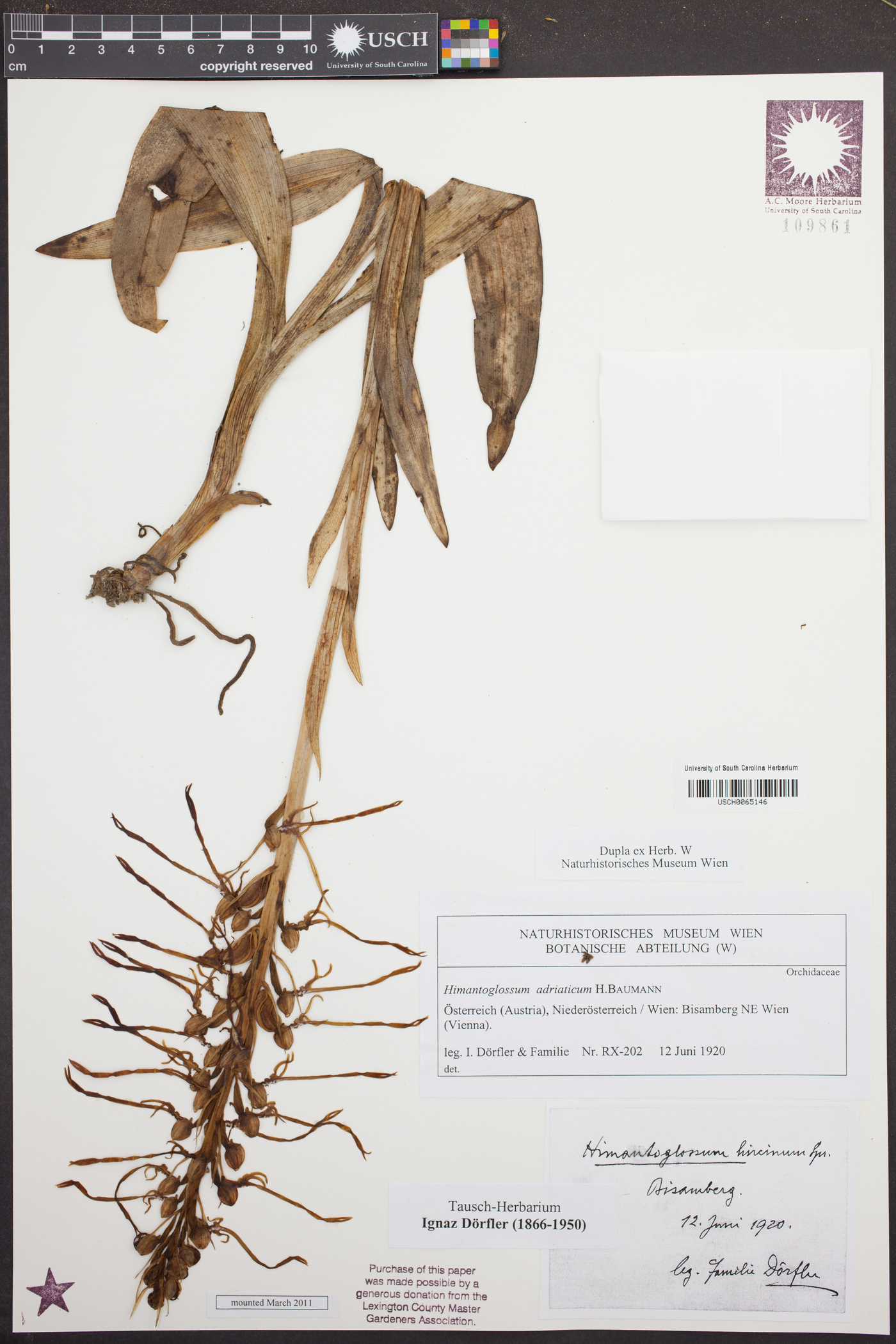 Himantoglossum adriaticum image