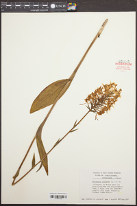 Platanthera ciliaris image