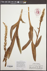 Platanthera dilatata var. leucostachys image