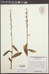 Platanthera aquilonis image