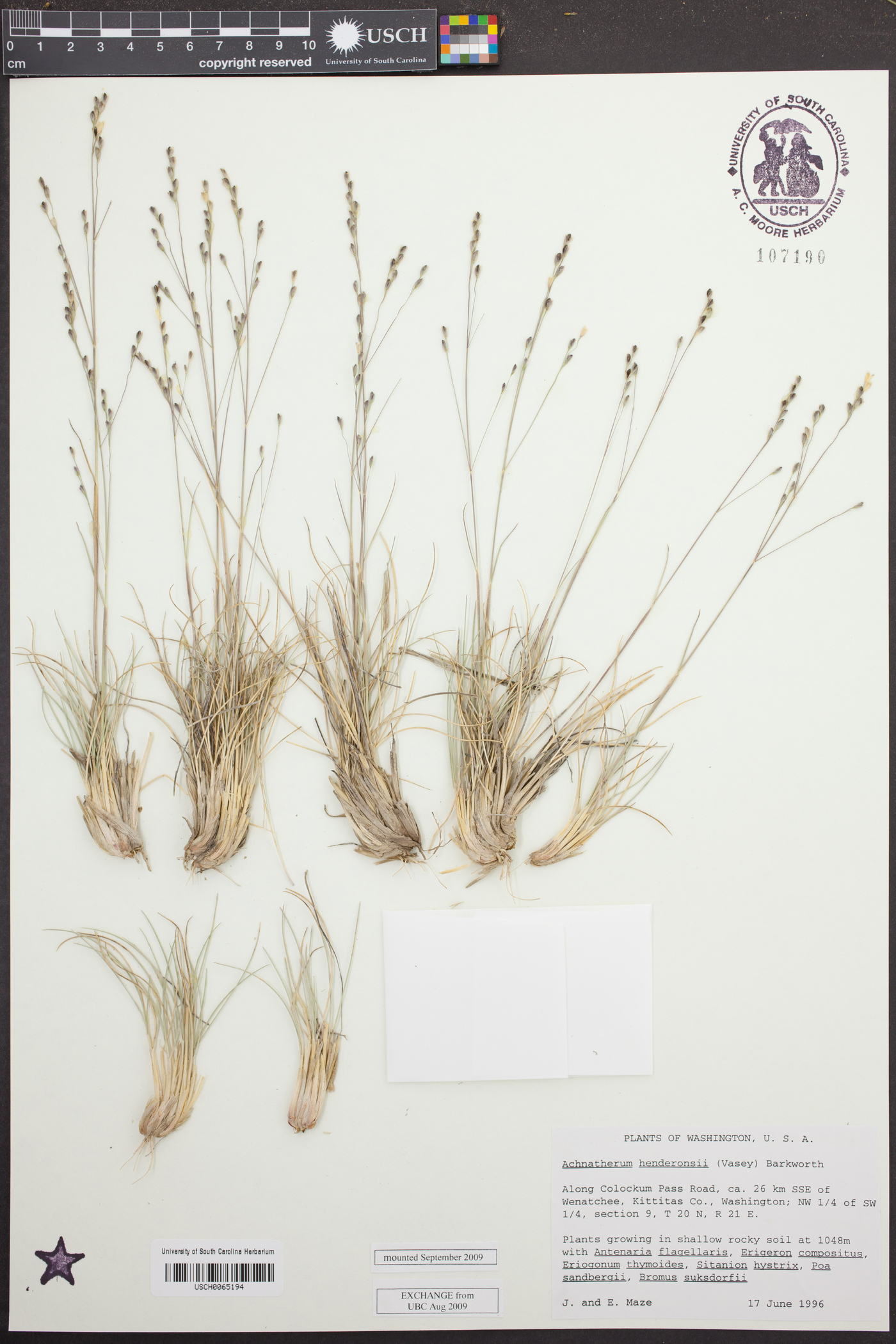 Eriocoma hendersonii image