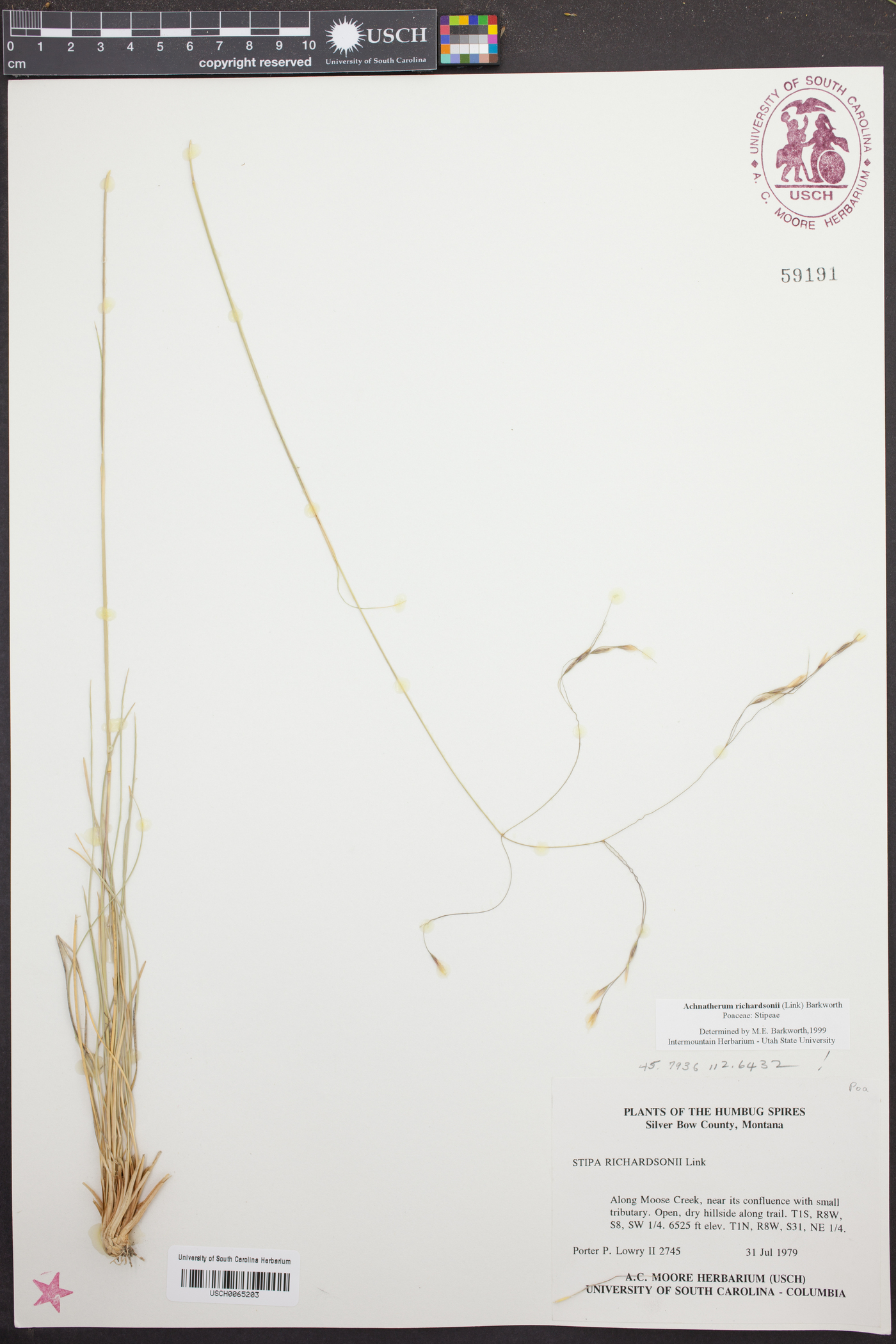 Achnatherum richardsonii image
