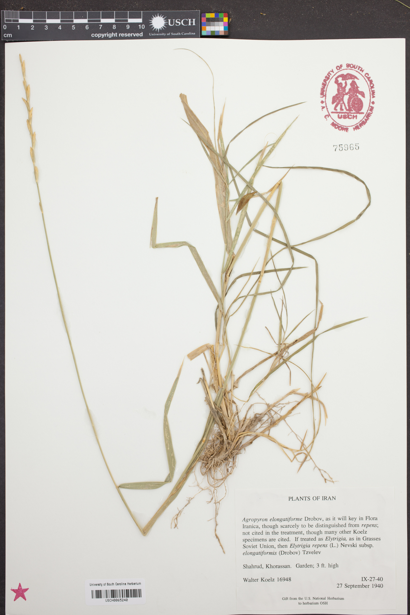 Elymus repens subsp. elongatiformis image
