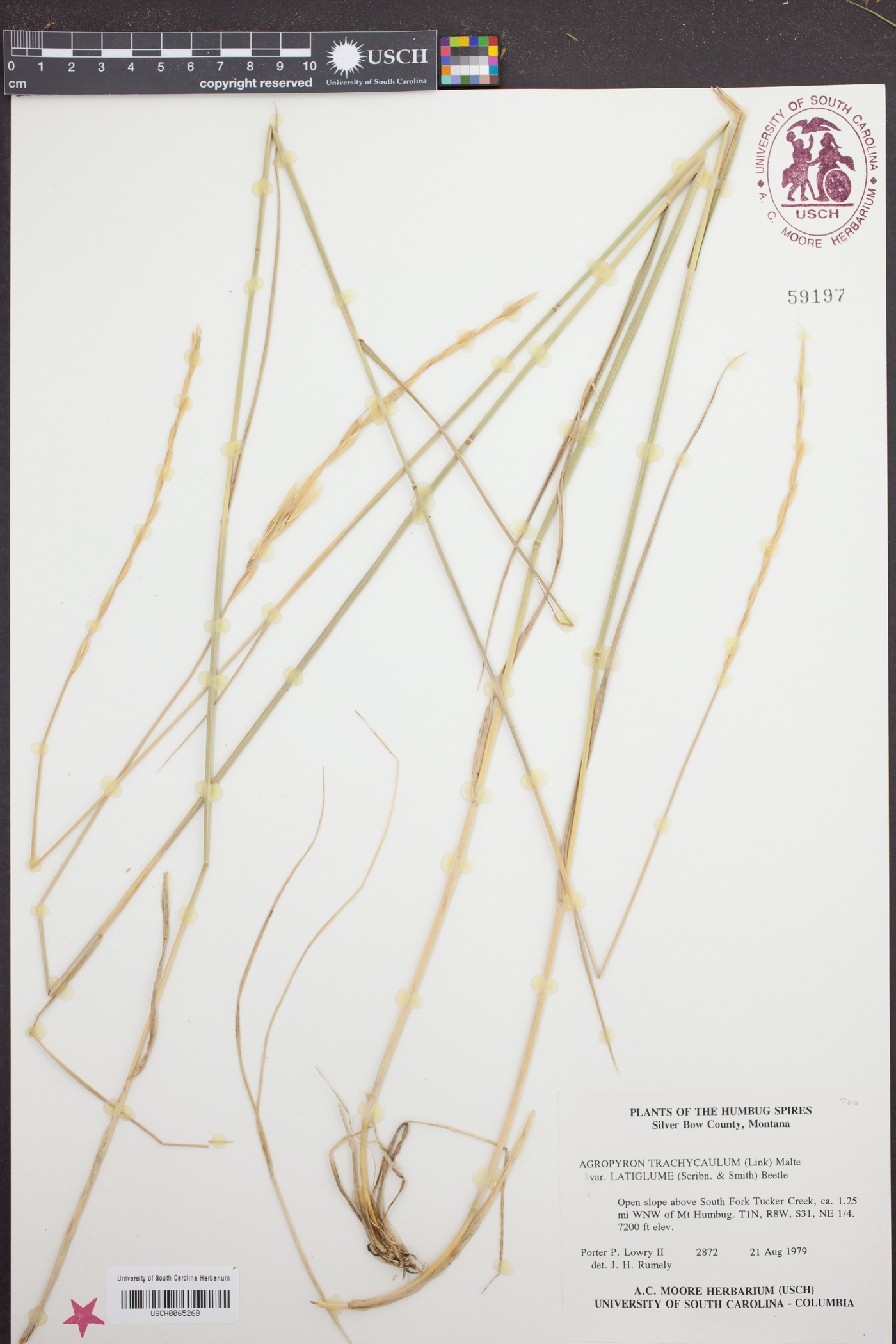 Elymus alaskanus subsp. latiglumis image
