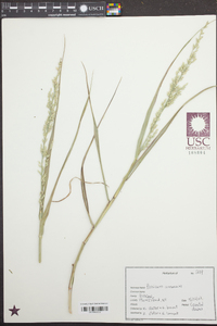 Panicum amarum image