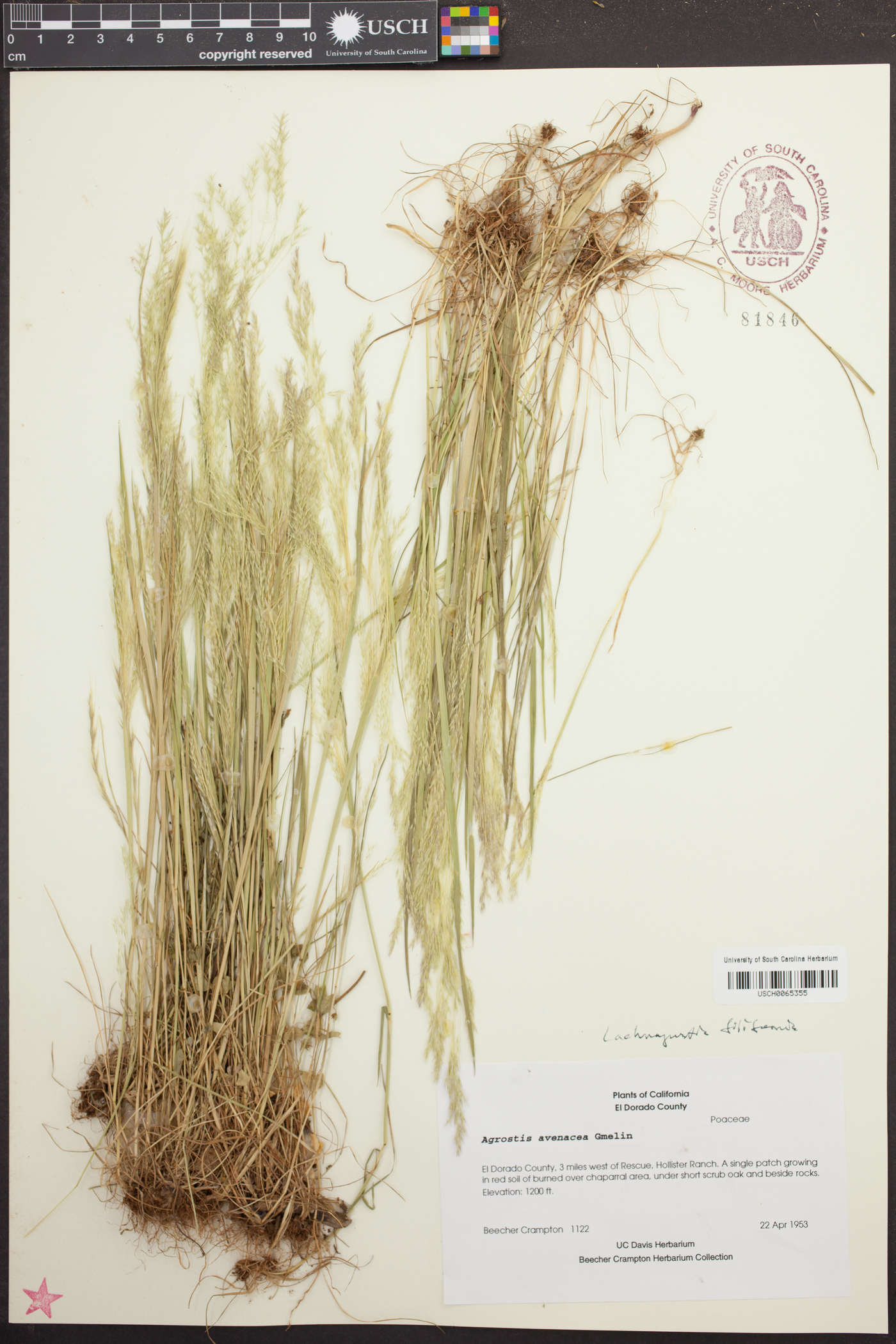 Agrostis avenacea image