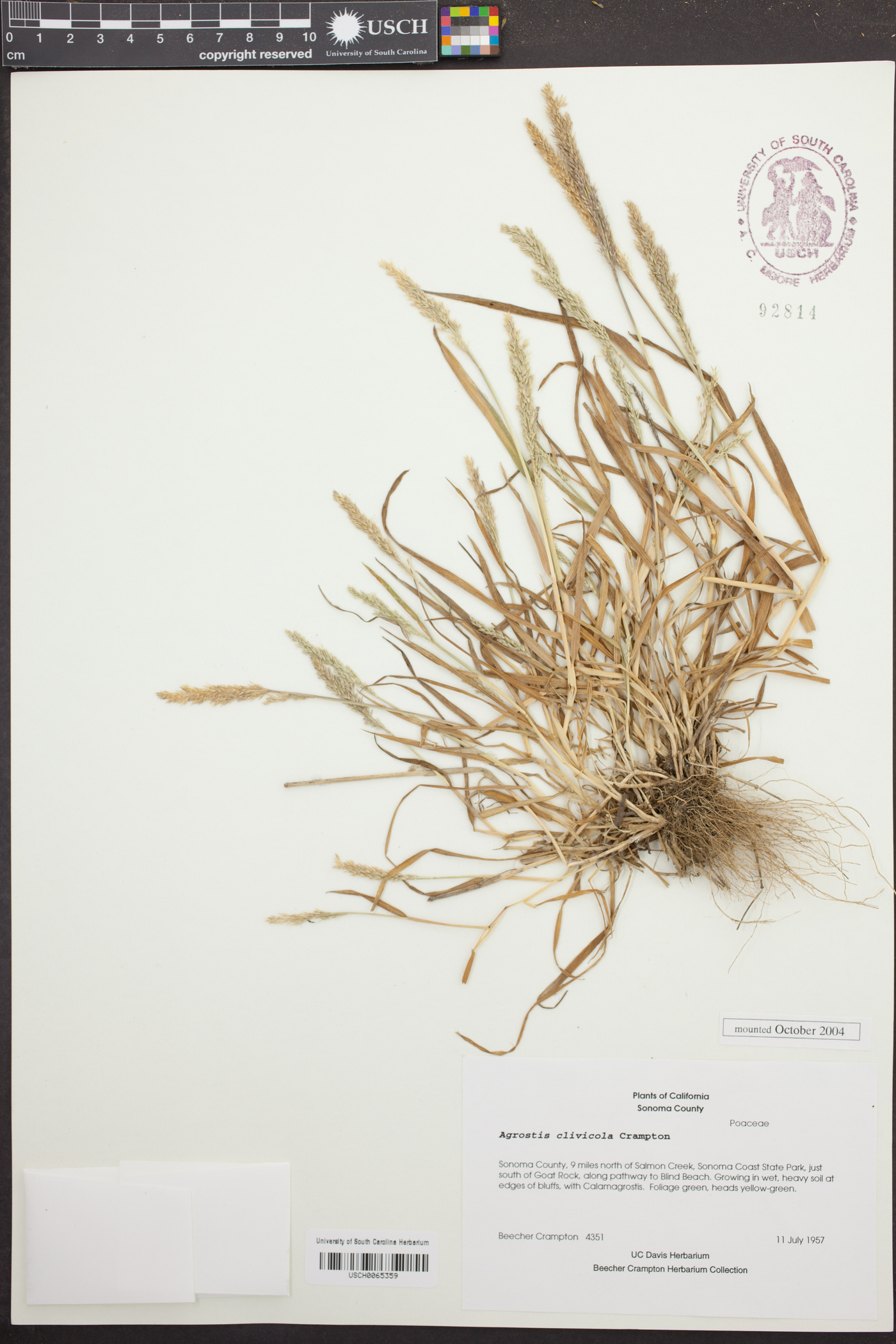 Agrostis clivicola image