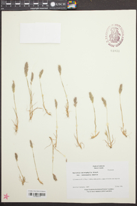 Agrostis microphylla image