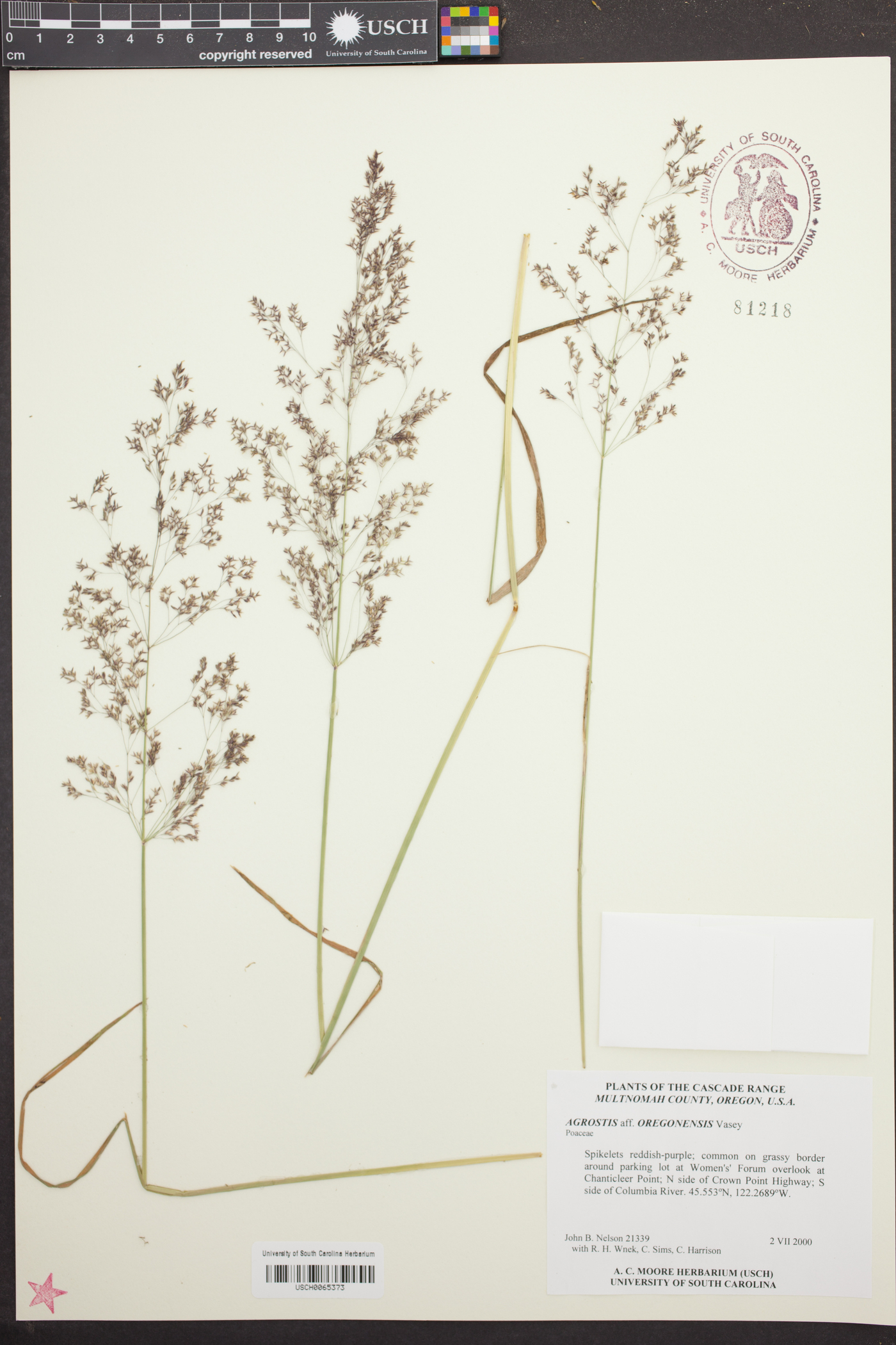 Agrostis oregonensis image