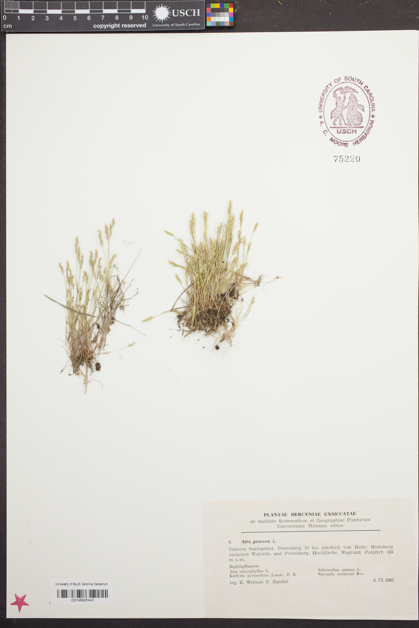 Aira praecox image