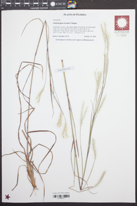 Andropogon arctatus image