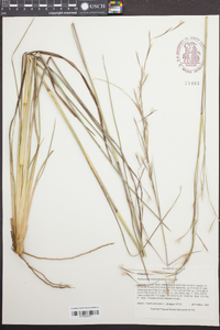 Andropogon brachystachyus image