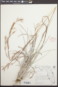 Andropogon capillipes image