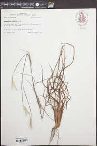 Andropogon ternarius image