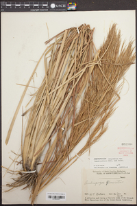 Andropogon glomeratus image