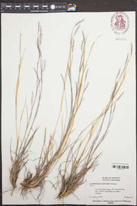 Schizachyrium scoparium var. scoparium image