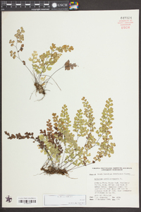 Adiantum capillus-veneris image