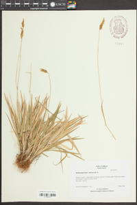 Anthoxanthum odoratum image