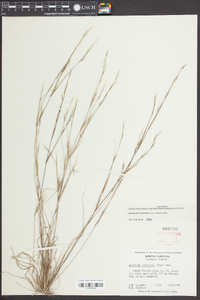 Aristida curtissii image