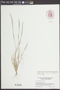 Aristida dichotoma image