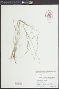 Aristida dichotoma image