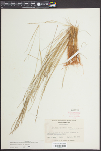 Aristida dichotoma image