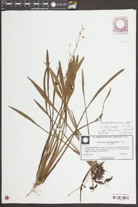 Sagittaria macrocarpa image